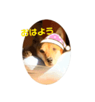 今日も元気だ！Mydog 2（個別スタンプ：2）