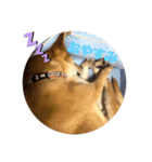 今日も元気だ！Mydog 2（個別スタンプ：3）