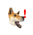 今日も元気だ！Mydog 2（個別スタンプ：4）