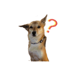 今日も元気だ！Mydog 2（個別スタンプ：5）