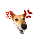 今日も元気だ！Mydog 2（個別スタンプ：6）
