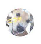 今日も元気だ！Mydog 2（個別スタンプ：7）