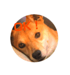 今日も元気だ！Mydog 2（個別スタンプ：8）