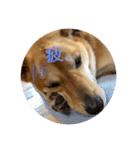 今日も元気だ！Mydog 2（個別スタンプ：9）
