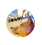 今日も元気だ！Mydog 2（個別スタンプ：11）