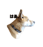 今日も元気だ！Mydog 2（個別スタンプ：12）