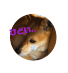 今日も元気だ！Mydog 2（個別スタンプ：13）