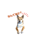 今日も元気だ！Mydog 2（個別スタンプ：15）