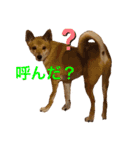 今日も元気だ！Mydog 2（個別スタンプ：16）