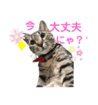 にゃんこ顔で語ってます（個別スタンプ：1）