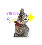 にゃんこ顔で語ってます（個別スタンプ：2）