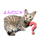 にゃんこ顔で語ってます（個別スタンプ：4）