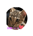 にゃんこ顔で語ってます（個別スタンプ：5）