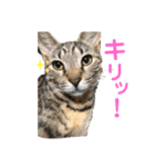 にゃんこ顔で語ってます（個別スタンプ：6）