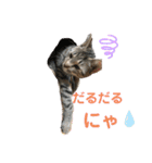 にゃんこ顔で語ってます（個別スタンプ：10）