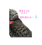 にゃんこ顔で語ってます（個別スタンプ：11）