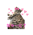 にゃんこ顔で語ってます（個別スタンプ：12）