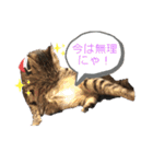 にゃんこ顔で語ってます（個別スタンプ：14）