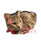 にゃんこ顔で語ってます（個別スタンプ：15）