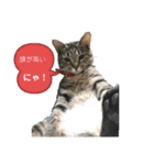 にゃんこ顔で語ってます（個別スタンプ：16）