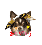 3チワワン（個別スタンプ：1）