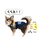 3チワワン（個別スタンプ：13）