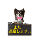 3チワワン（個別スタンプ：27）