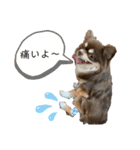 3チワワン（個別スタンプ：33）