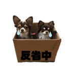3チワワン（個別スタンプ：39）