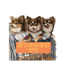 3チワワン（個別スタンプ：40）