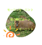 発情島(八丈島)のキョン（個別スタンプ：1）