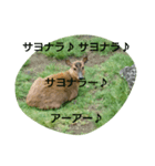 発情島(八丈島)のキョン（個別スタンプ：2）