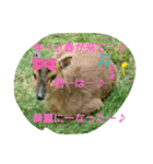 発情島(八丈島)のキョン（個別スタンプ：3）