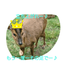 発情島(八丈島)のキョン（個別スタンプ：4）