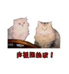うちのネコ仲間たちスタンプ（個別スタンプ：5）