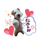 ワイヤーフォックステリア♥️ジジ（個別スタンプ：11）