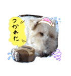 ワイヤーフォックステリア♥️ジジ（個別スタンプ：16）