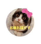 にゃんず中毒（個別スタンプ：3）