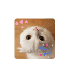 にゃんず中毒（個別スタンプ：7）