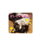にゃんず中毒（個別スタンプ：8）