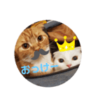 にゃんず中毒（個別スタンプ：9）