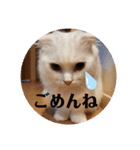にゃんず中毒（個別スタンプ：11）