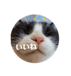 にゃんず中毒（個別スタンプ：12）
