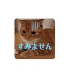 にゃんず中毒（個別スタンプ：13）