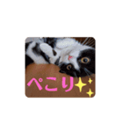 にゃんず中毒（個別スタンプ：14）