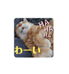 にゃんず中毒（個別スタンプ：15）