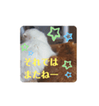 にゃんず中毒（個別スタンプ：16）