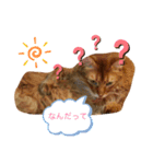 cat apollon（個別スタンプ：1）