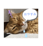 cat apollon（個別スタンプ：3）