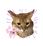 cat apollon（個別スタンプ：4）